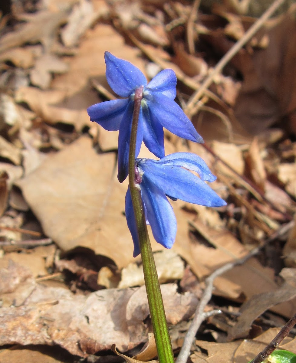 Siberian Squill