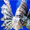 Common Lionfish