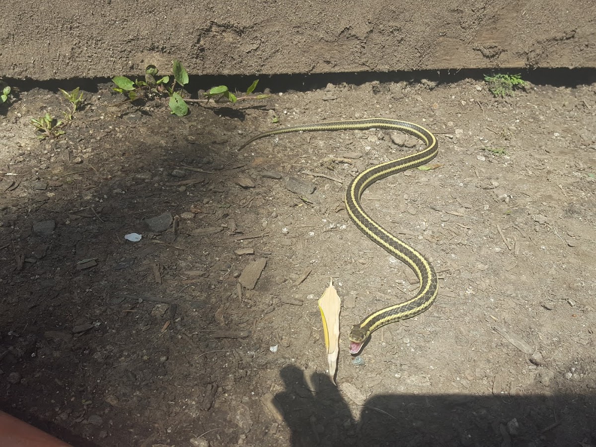 garter snake