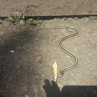 garter snake