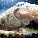 Cuttlefish