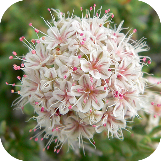 ?Medicinal plants for natural treatments