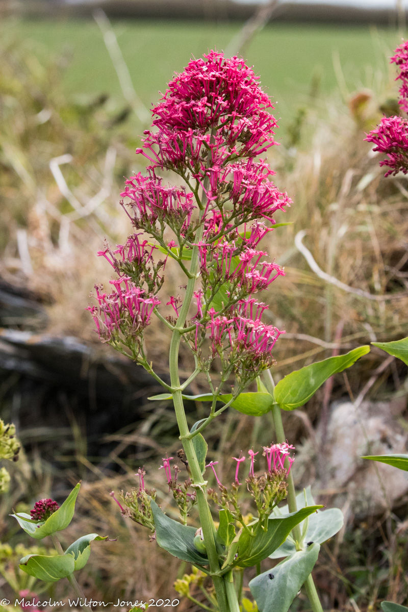 Red Valerian