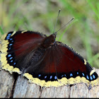 Mourning Cloak Butterfly