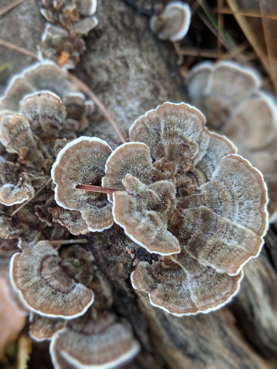 Turkey tail?