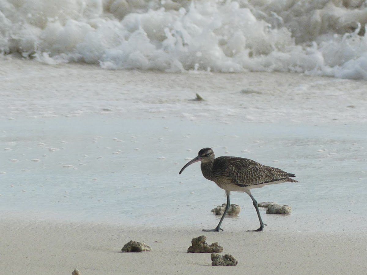 Whimbrel