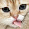 Immagine del logo dell'elemento per Cat licking screen clean