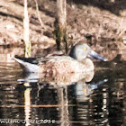 Shoveler; Pato Cuchara