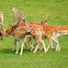 Fallow Deer