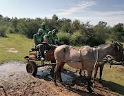 Horses and tractors were needed to get enumerators to households in some areas.