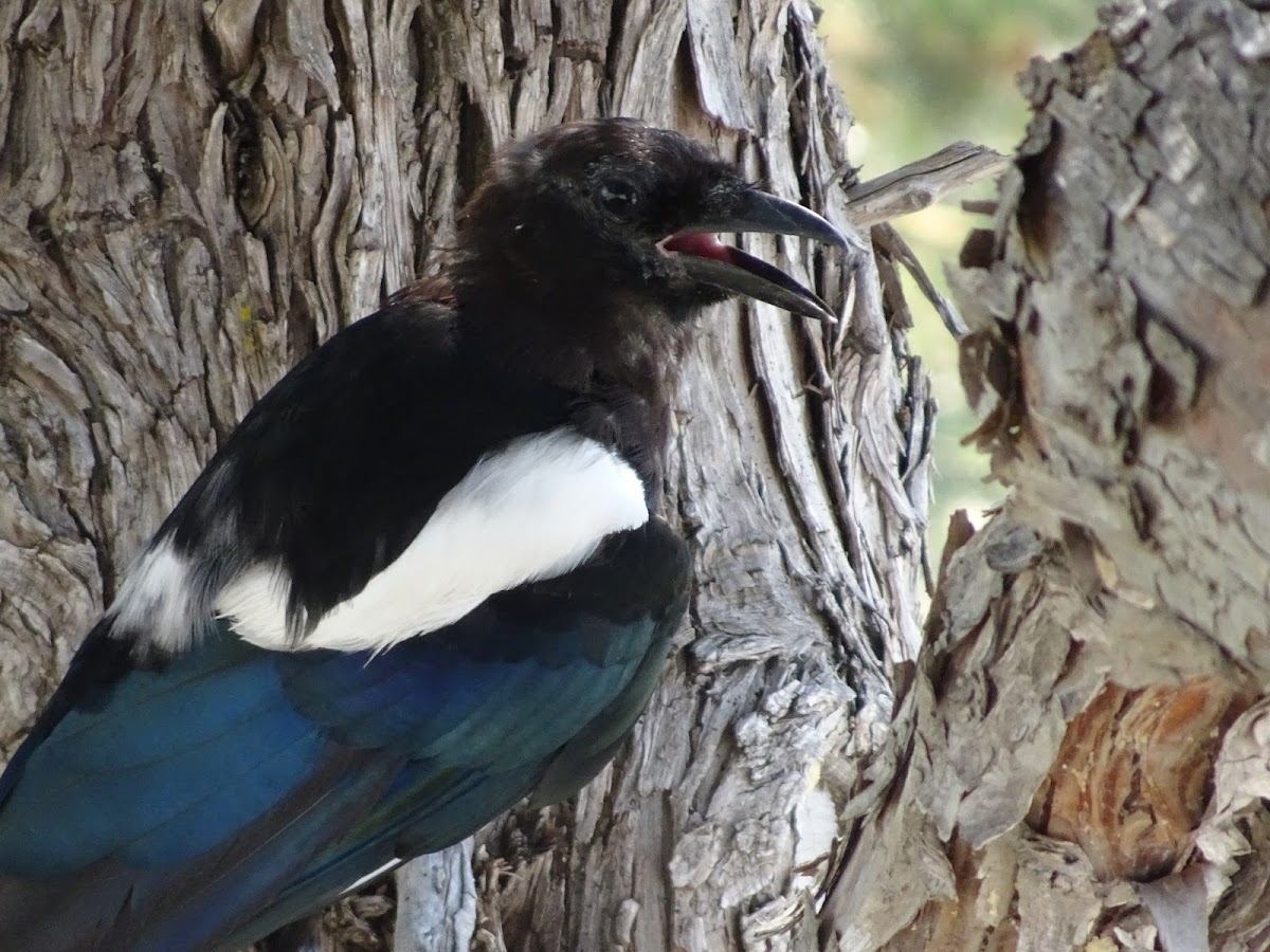 Black-billed Magpie