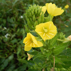 Evening Primrose