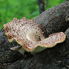 Pheasant's Back Mushroom (Dryad's Saddle)