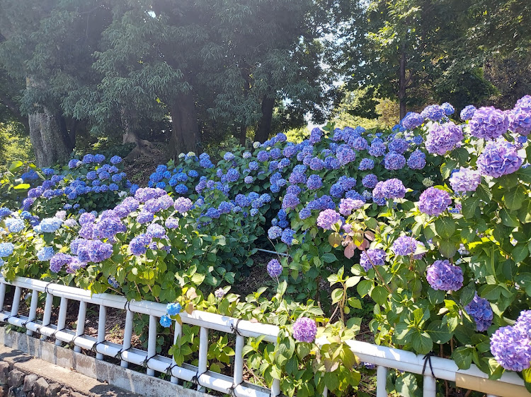 86の紫陽花・大塚山性海寺に関するカスタム事例の投稿画像1枚目