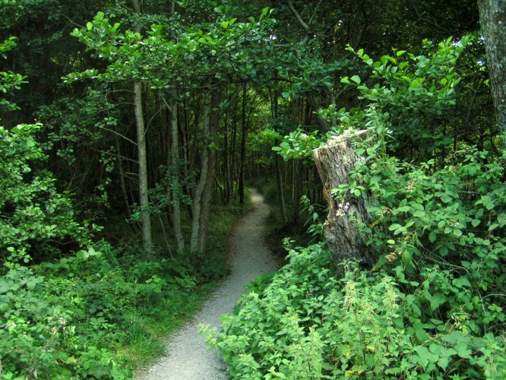 E Cappuccetto Rosso si inoltrò nel bosco di Stellasilente