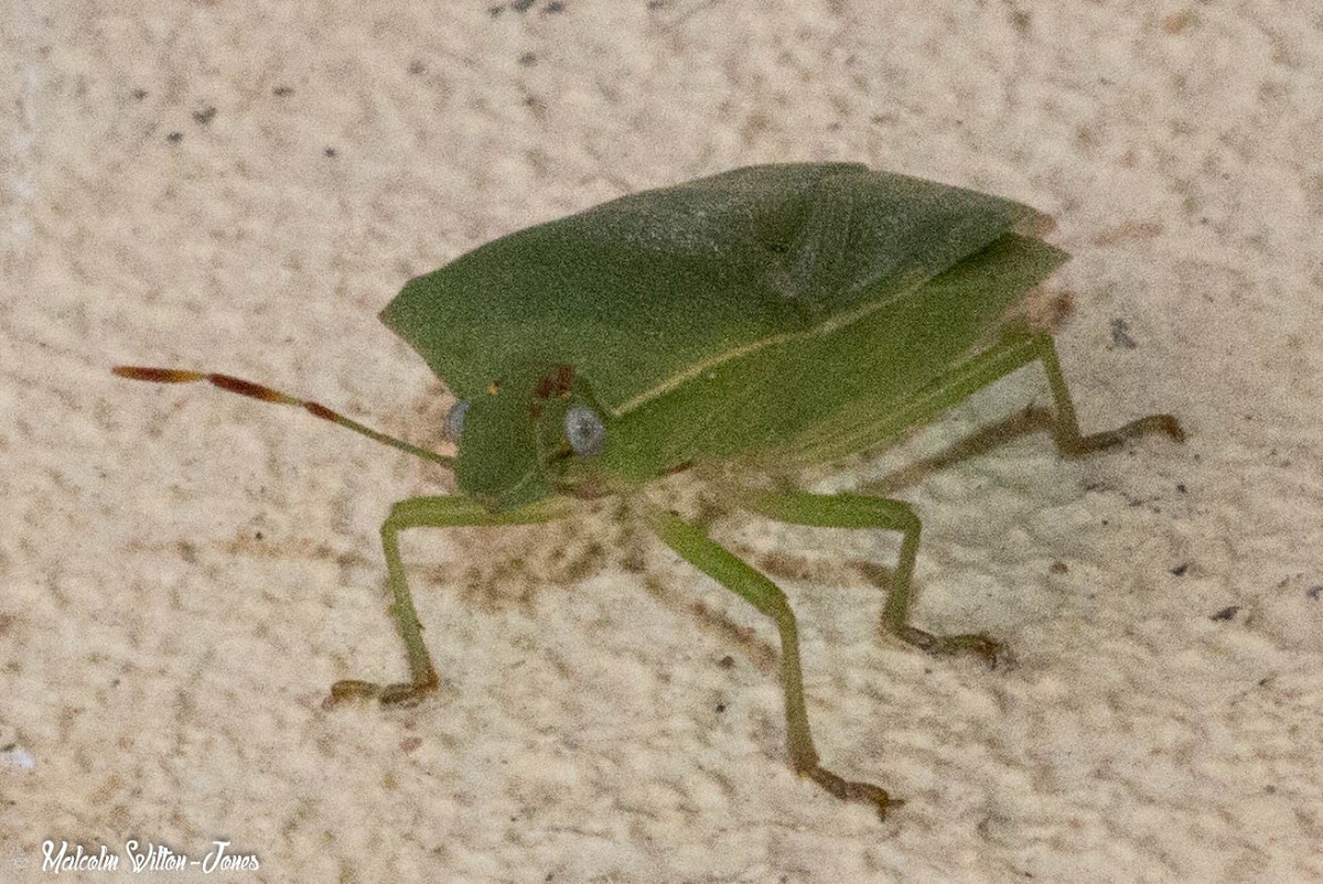 Green Shield Bug