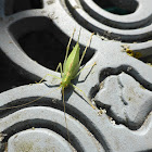 Oak bush-cricket