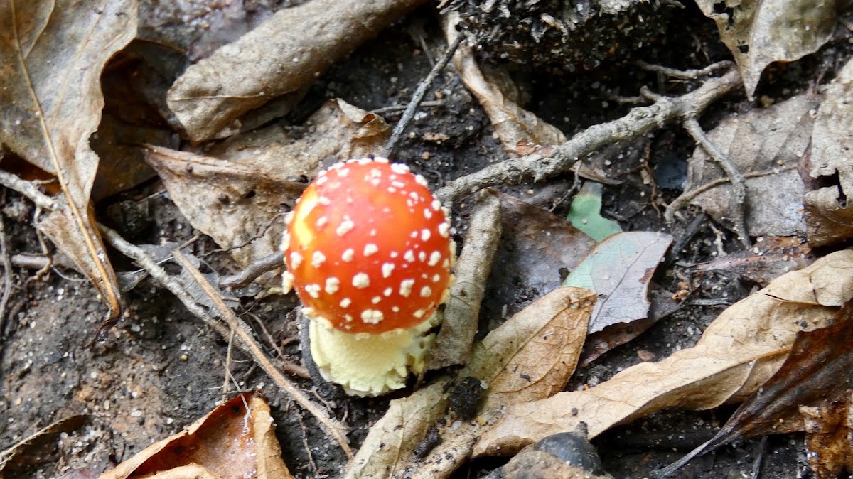 Fly agaric