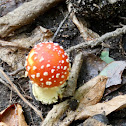 Fly agaric