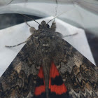 Semirelict underwing moth