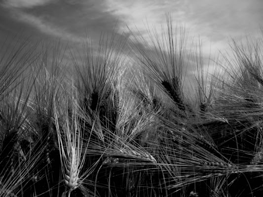 Il principe della campagna.. di sciarpino