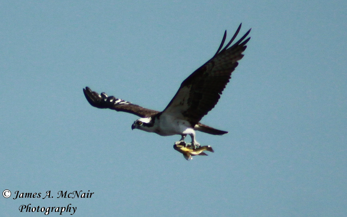 Osprey