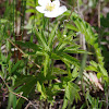 Canada Anemone