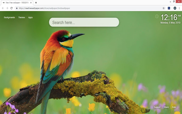 Papel de parede de aves HD New Tab Themes