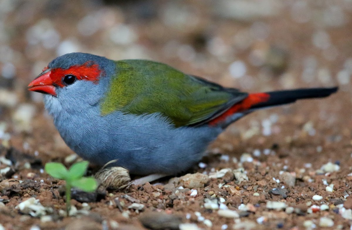 Red-browed Finch