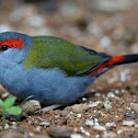 Red-browed Finch