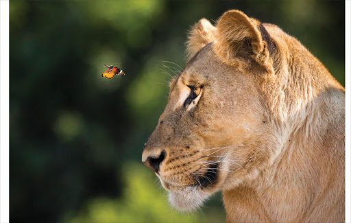 July 2016 public choice winner: Wildlife Behaviour - A magical moment as a butterfly comes eye to eye with a beautiful lion on the banks of the Chobe river, Botswana.