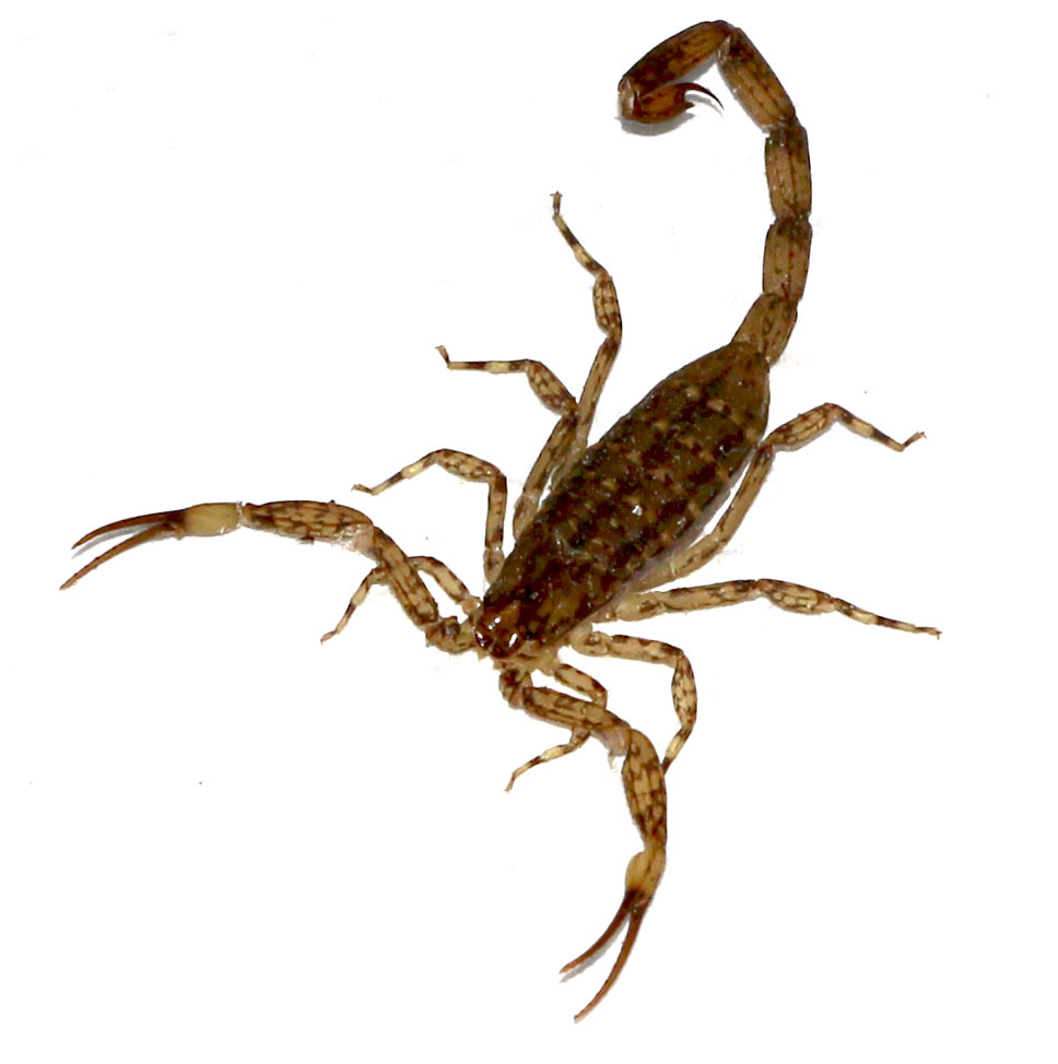 Lesser Brown Scorpion