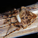 Parasitized orb weaver spider