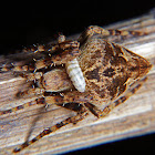 Parasitized orb weaver spider