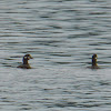 Harlequin Duck ♀