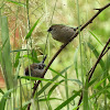 Plum-headed finch