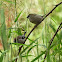 Plum-headed finch