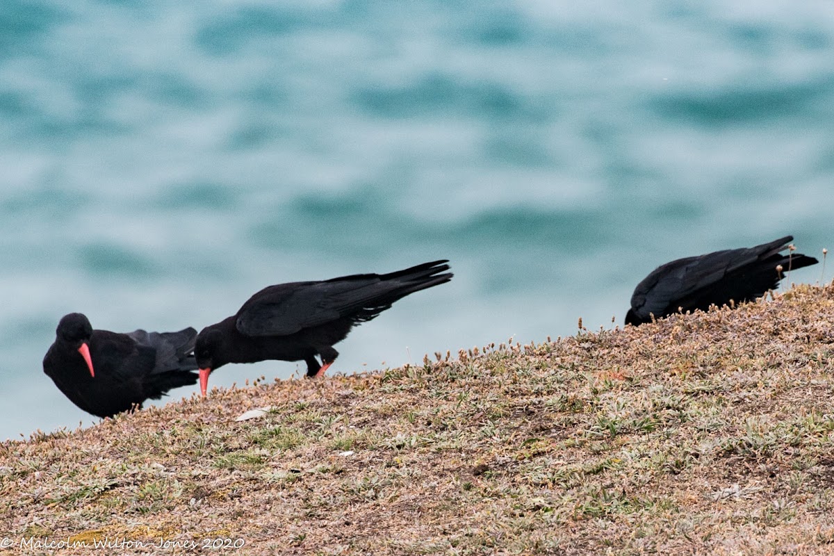 Cornish Chough