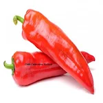 Cover Image of Download Chilli Cultivation Method 1.0.1 APK