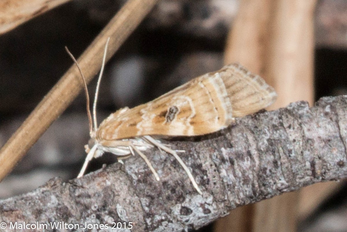 Cabbage Webworm