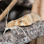 Cabbage Webworm