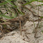 House Sparrow - female