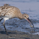 Eurasian curlew