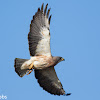 Swainson's Hawk