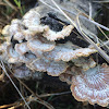 Split Gill Fungus