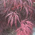 Japanese Maple