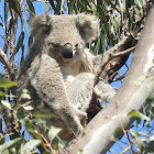 Northern/Queensland Koala (Female)