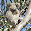 Northern/Queensland Koala (Female)