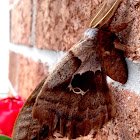 Polyphemus moth