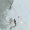 Water Striders